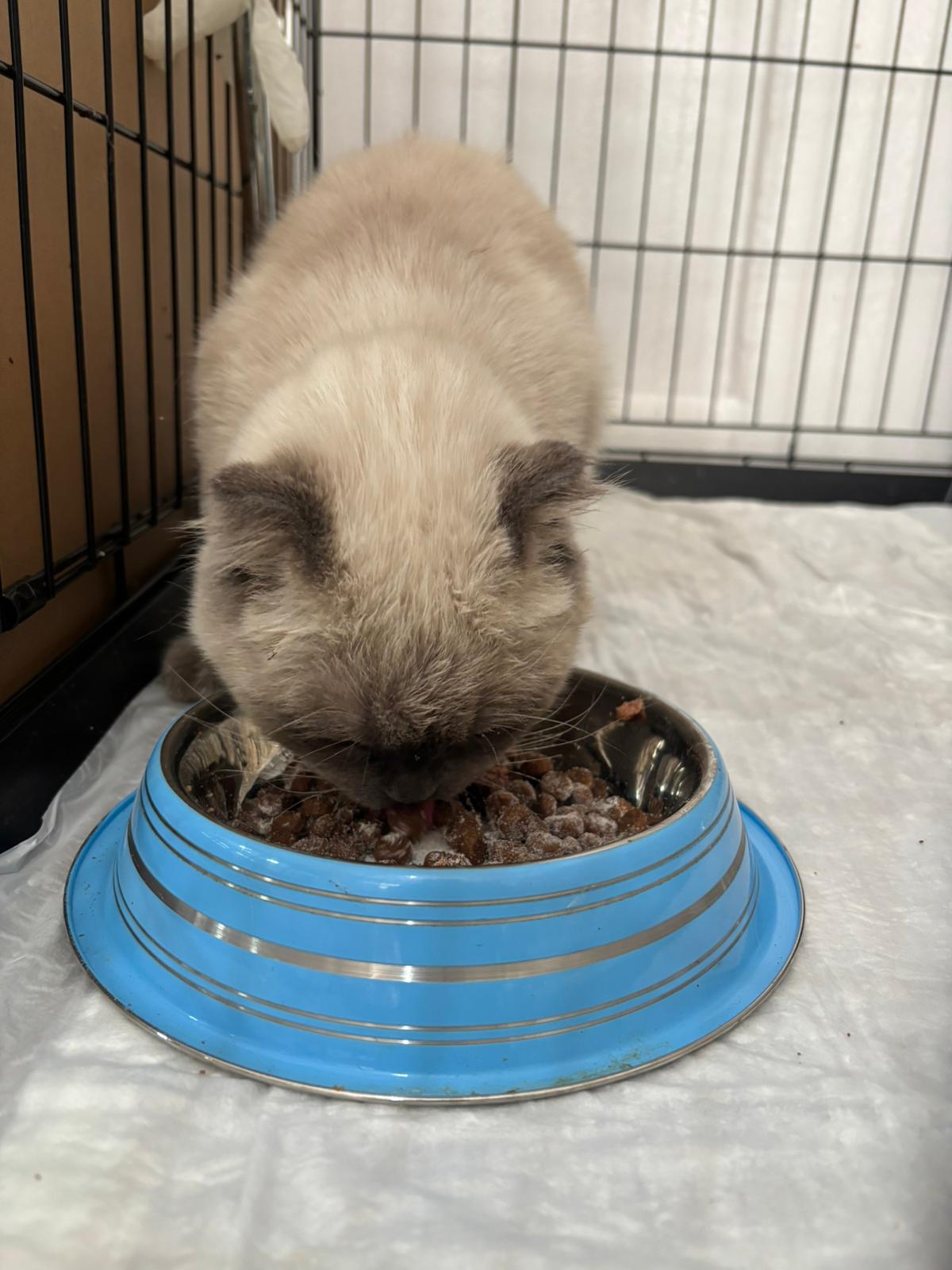 Sam-Vet Veteriner Kliniği görseli 4